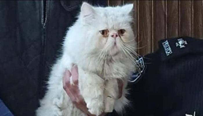 پشاور سے چوری ہونیوالی ٹک ٹاک سٹار بلی مل گئی