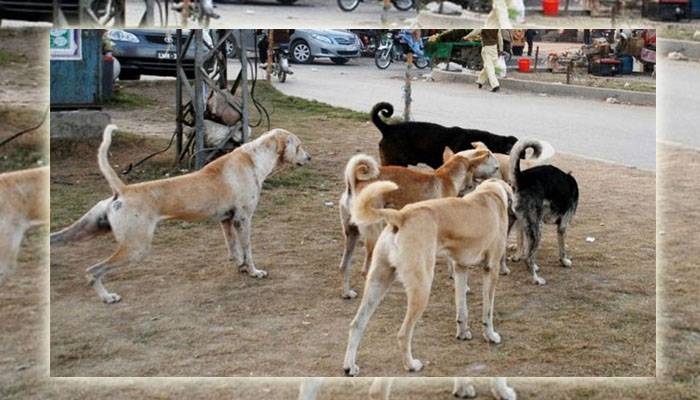 قصور نواحی علاقہ کھڈیاں خاص میں آوارہ کتوں کی بھر مار
