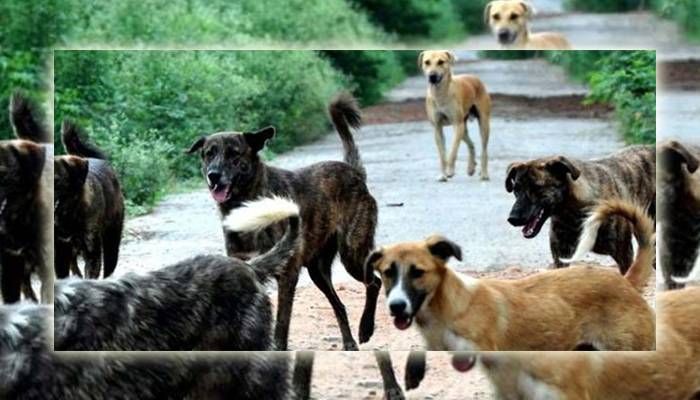 حیدر آباد :آوارہ کتوں نے 800 افراد کو کاٹ لیا