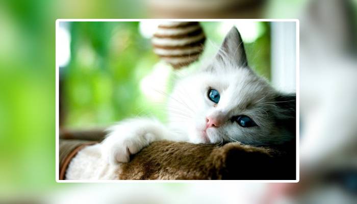کورونا وائرس کے انسان سے بلی میں منتقل ہونے کے شواہد