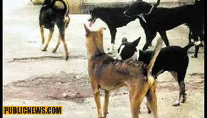 پنجاب حکومت کی آوارہ کتوں کی بحالی کیلئے پالیسی تیار