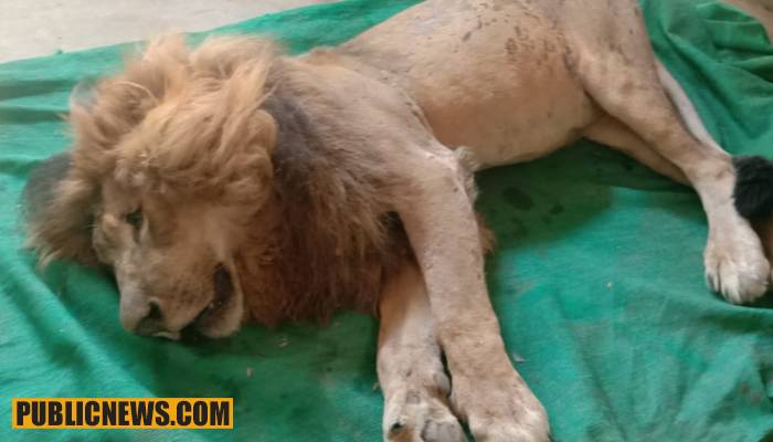 کراچی چڑیا گھر میں ببر شیر مرگیا