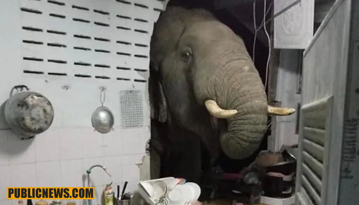 ہاتھی خوراک کی تلاش میں گھر کے باورچی خانے میں گھس گیا