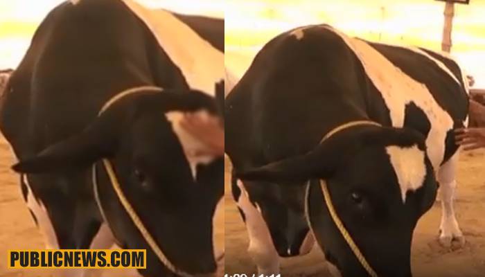 10 ملین مالیت کا آٹھ فٹ لمبا بیل مویشی منڈی پہنچ گیا