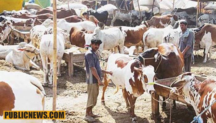 12 مویشی منڈیوں کیلئے ٹریفک پلان جاری