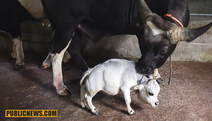 26 کلو گرام وزن والی دنیا کی سب سے چھوٹی گائے