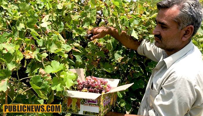 چکوال میں انگور کے باغات حکومتی توجہ کے منتظر