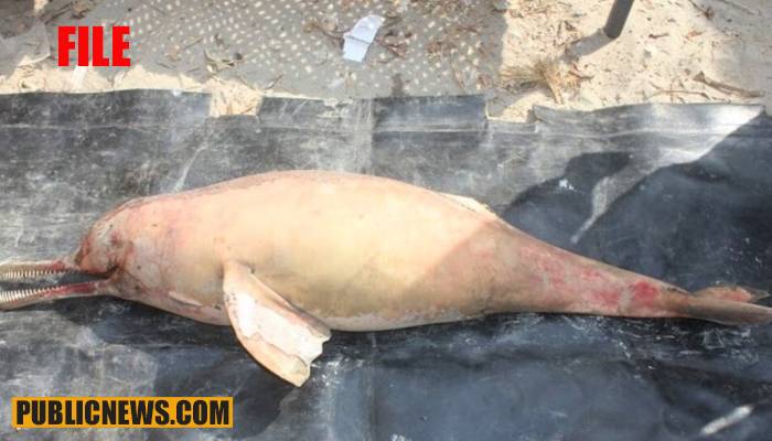 نایاب نسل کی بلائنڈ ڈولفن بائیجی مائنر میں ہلاک کر دی گئی