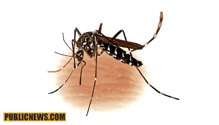 حیدرآباد میں بھی قاتل ڈینگی مچھر نے پنجے گاڑ لئے