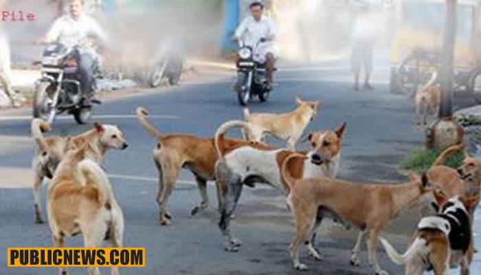 آوارہ کتوں نے معصوم بچے سمیت دو شہریوں کو زخمی کردیا