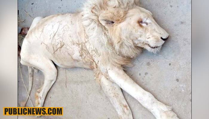 کراچی چڑیا گھر میں نایاب نسل کا سفید شیر ہلاک