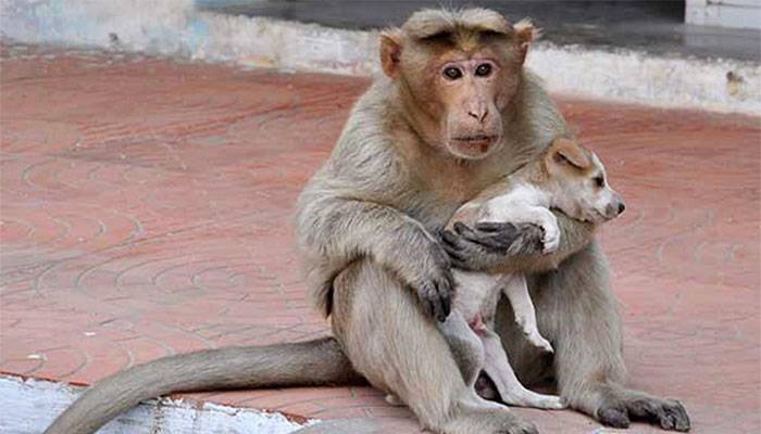 بندروں نے بدلہ لینے کیلئے کتوں کے 200 بچے مار ڈالے، حقیقت کیا ہے؟