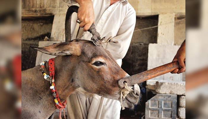 کراچی: گدھے کے گوشت کی فروخت کا انکشاف