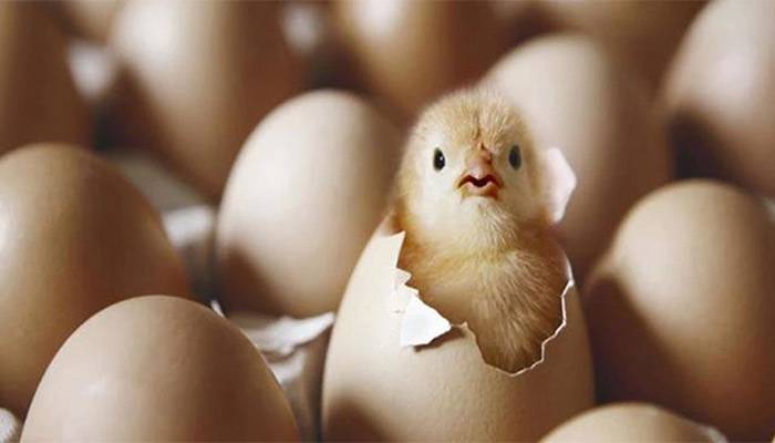 چوزہ انڈے کے اندر آکسیجن کہاں سے حاصل کرتا ہے؟