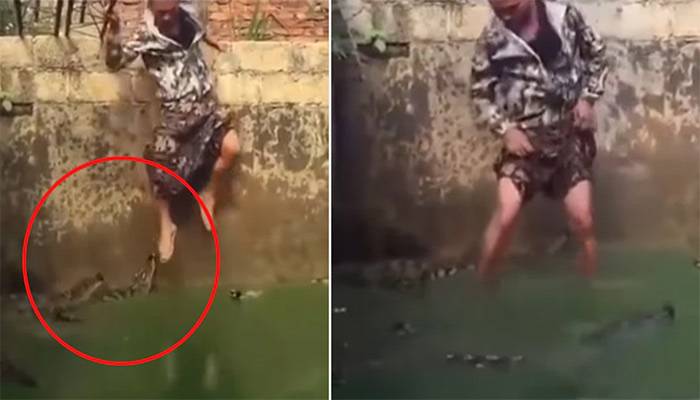 درجنوں مگرمچھوں کے درمیان ایک شخص پانی میں اتر گیا، ویڈیو وائرل