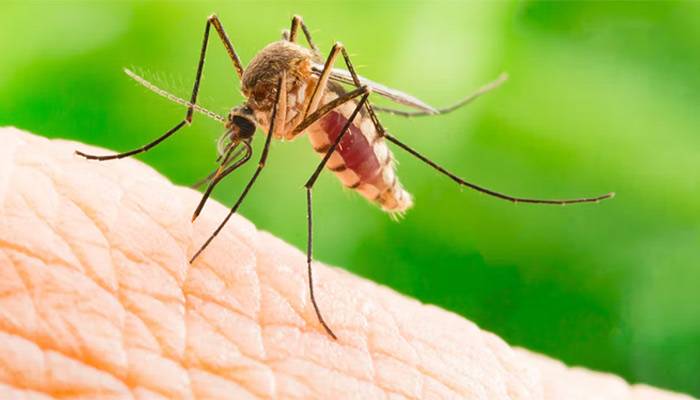کس انسان کا خون چوسنا ہے؟ مادہ مچھر انتخاب کیسے کرتی ہے؟