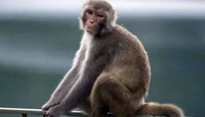 بھارت: بندر قتل کیس کے ثبوت لے کر فرار