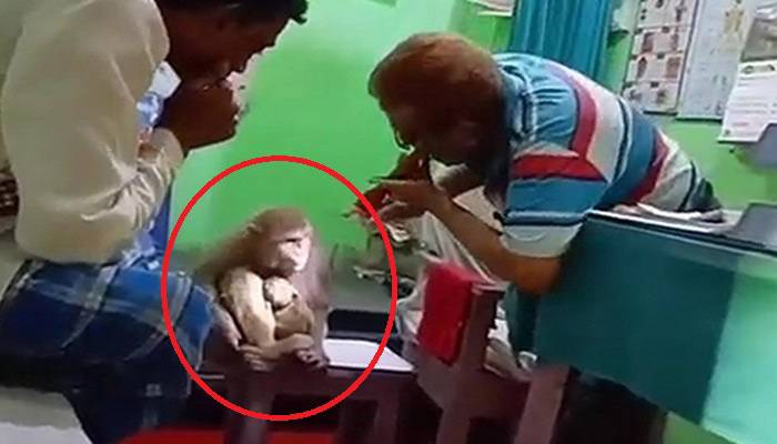 بندریا اپنا علاج کرانے ڈاکٹر کے پاس پہنچ گئی، ویڈیو وائرل