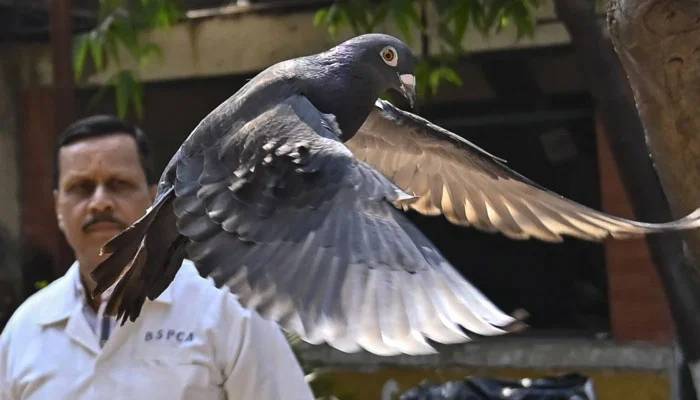بھارت نے چین کی جاسوسی کے الزام میں گرفتار کبوتر کو 8 ماہ بعد رہا کردیا