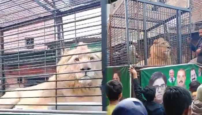 ویڈیو: لیگی امیدوار انتخابی مہم کے دوران اصلی شیر حلقہ میں لیکر آگئے