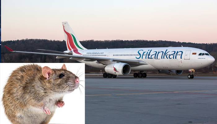 rat in plane