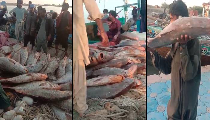 کراچی:ماہی گیروں کےجال میں پھر اربوں روپے کی ’سوا‘ مچھلی پھنس گئی