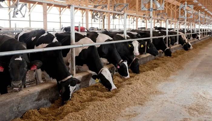 امریکا: پہلی مرتبہ دودھ دینے والی گائے برڈ فلو کا شکار