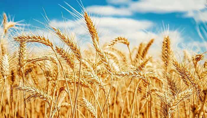 پنجاب حکومت نے گندم کی امدادی قیمت 3900 فی من مقرر کردی