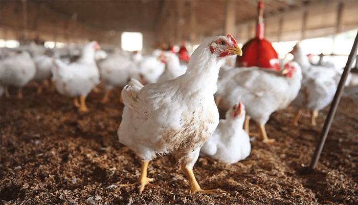 مرغی کی قیمتوں میں اضافے کے پیچھے مافیا ملوث، ہوشربا انکشافات