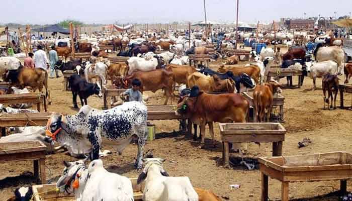 عید الاضحی کیلئے جانوروں کی خرید و فروخت ، اسلام آباد میں 6 مویشی منڈیا ں لگانے کا فیصلہ