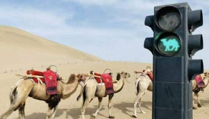 چین کے صحرا میں اونٹوں کیلئے ٹریفک سگنلز لگادیئے گئے