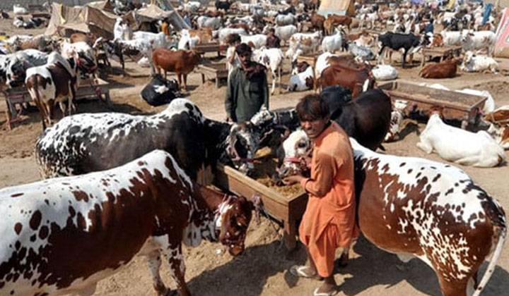 پنجاب حکومت کا آن لائن جانوروں کی خرید و فروخت کی خدمات دینے کا فیصلہ