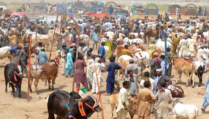 عیدالاضحٰی کی آمد،مویشی منڈیوں میں ہیٹ ویوسےبچاؤکیلئےہدایات جاری