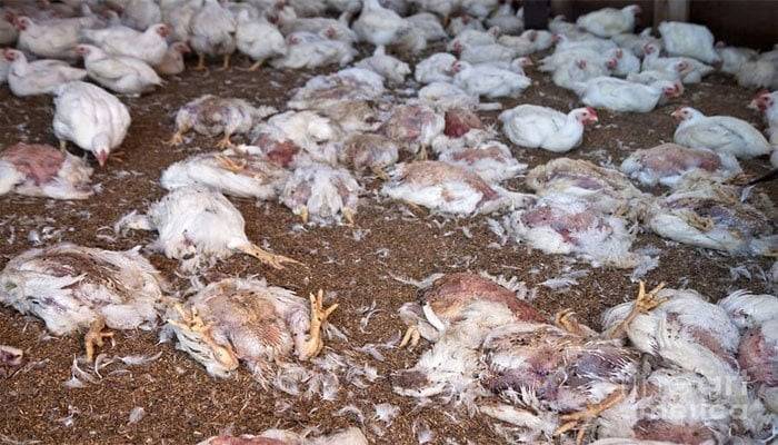 ٹولنٹن مارکیٹ میں مردہ مرغیاں بیچنے والی دکانوں کو مستقل طورپرسیل کرنےکاحکم