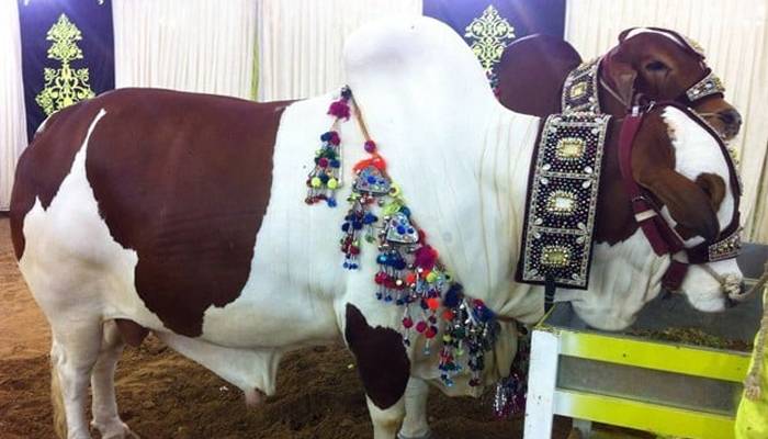 عید سےقبل قربانی کے جانوروں کیلئےمساج پارلر قائم