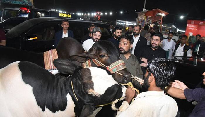 گورنر سندھ کامران ٹیسوری نے قربانی کیلئے 100 اونٹ، 100 بکرے اور 10 بیل خریدلیے
