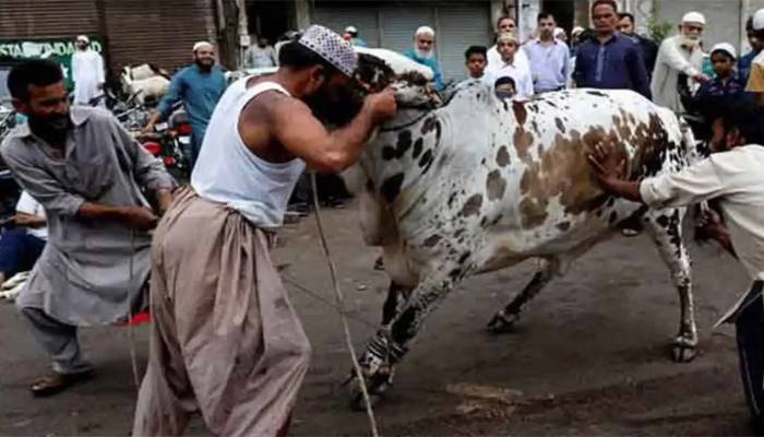 عیدالاضحیٰ کےدوسرےدن بھی ملک بھر میں سنت ابراہیمی کی ادائیگی