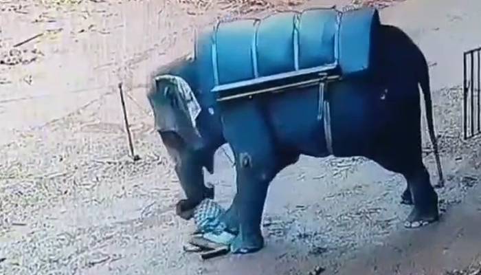 ہاتھی کی اپنے مہاوت کو پیروں تلے کچلنے کی ویڈیو وائرل 