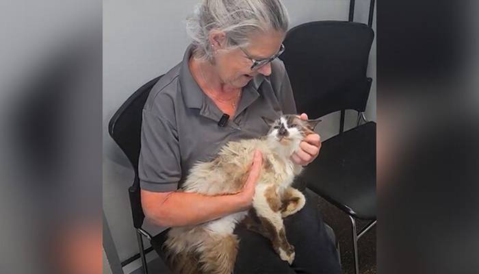 cat recovered after 11 years