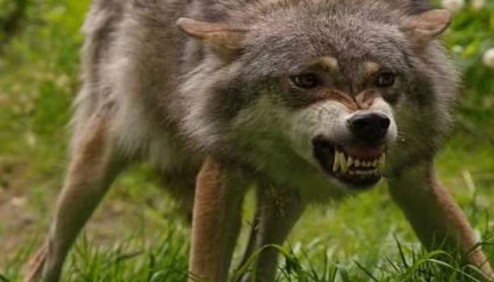 man eater wolf attacks in up india