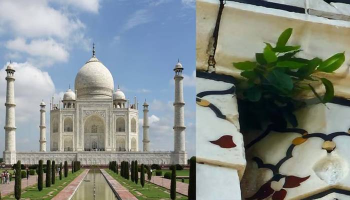 PLANT in main tomb of taj mahal