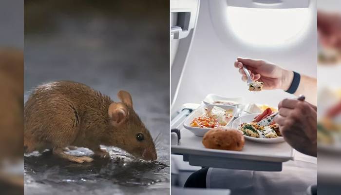 Mouse ‘Jumped’ Out of a Passenger's Airplane Meal