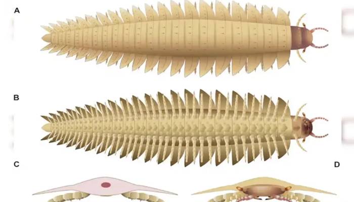 سائنسدانوں نے 340 ملین سال پرانا کار کے سائز کا کیڑا دریافت کرلیا