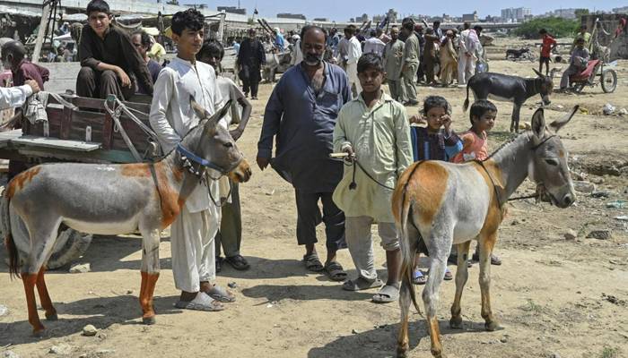 پاکستان، چین کو سالانہ 2 لاکھ سے زائد گدھوں کا گوشت،کھالیں فراہم کرےگا