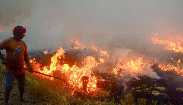 parali burning in india