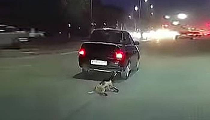 کتے کو گاڑی کے نیچے کیوں کچلا؟شہری نےبڑاقدم اُٹھالیا
