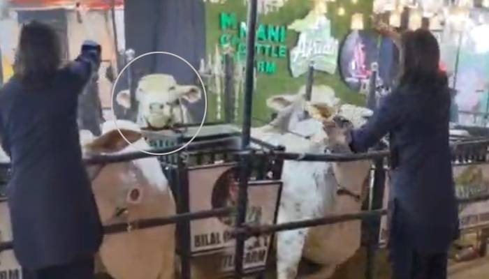 لائیو اسٹاک ایکسپو میں 1 کروڑ روپیہ مالیت کے دو بیل کرنٹ لگنے سے مرگئے