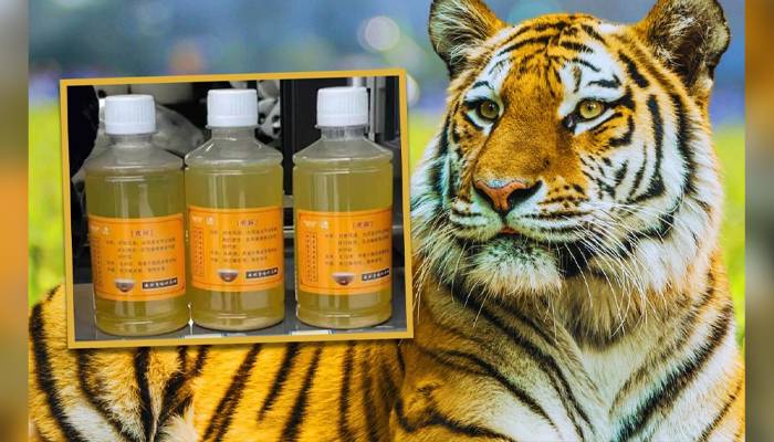 China zoo attracts attention by selling tiger urine