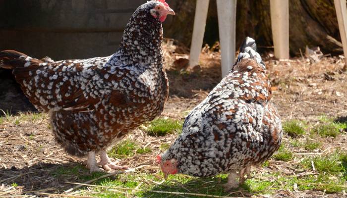 Why are pet chickens becoming more popular?