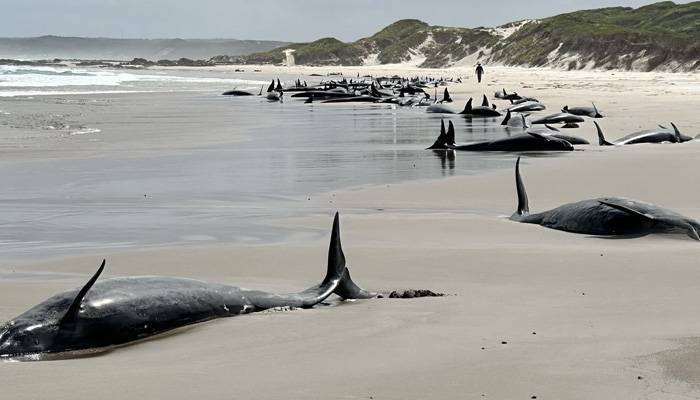 تسمانیہ: ساحل پر پھنسی 90 وہیلز کو مارنے کا فیصلہ